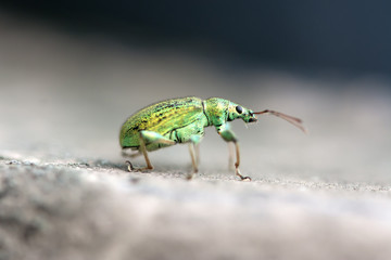Macro of right side of a beautiful, green bug - Phyllobius arborator