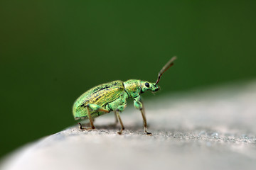 Macro of right side of a beautiful, green bug - Phyllobius arborator