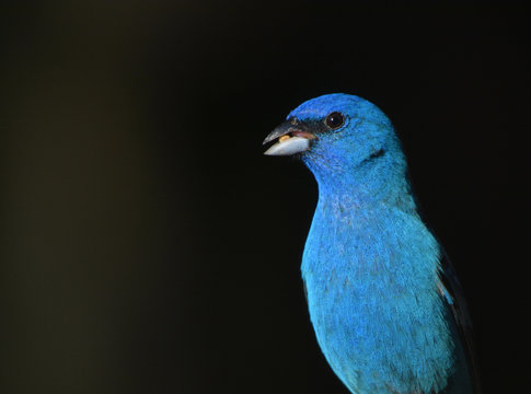 Male Indigo Bunting Bird