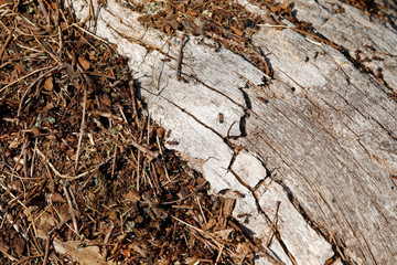 Ameisen Ameisenhaufen auf altem Holz einer Eiche, Totholz als Heimat