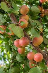 Damasco en el &aacute;rbol