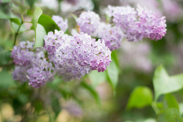 Closeup of light violet lilac blossom with green leaves - text space, selective focus