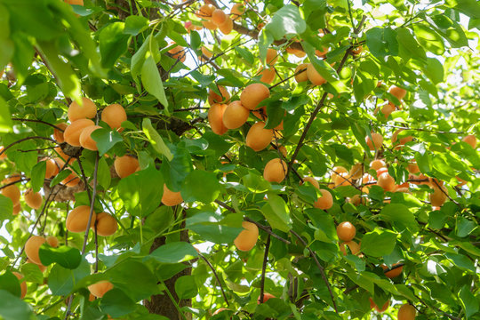 Damasco en el &aacute;rbol
