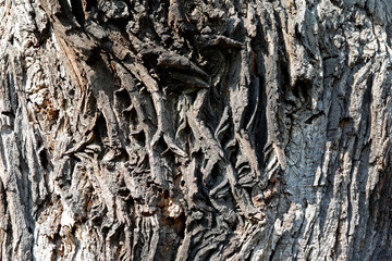 Close up von der Rinde einer alten Eiche
