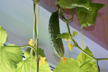 Fresh ripe green cucumber grown at home in the room near the window, hanging on the stem. Cucumber stems tied with a rope near the window. Useful for health and medical purposes vegetable.