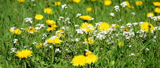 Wiesenblumen mit Löwenzahn © Zeitgugga6897