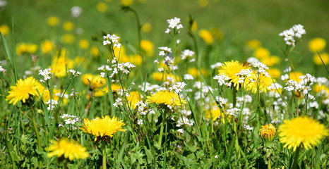 Wiesenblumen mit Löwenzahn