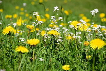 Löwenzahn - Löwenzahnwiese - Blumenwiese im Frühling