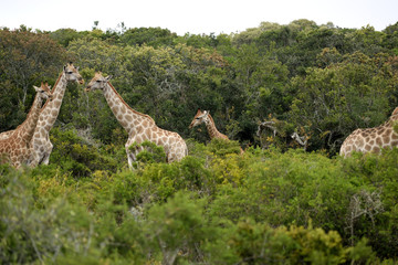 南アフリカ　キリン © mimi