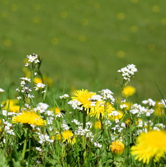 Wiesenblumen mit Löwenzahn © Zeitgugga6897