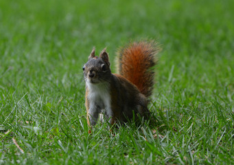 American Red Squirrel