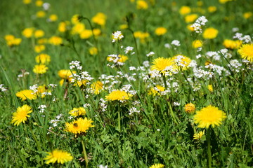 Obraz premium Blumenwiese, Frühlingswiese, Löwenzahnblüten