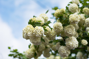 Closeup of guelderrose shrub branch covered with blossom against blue sky