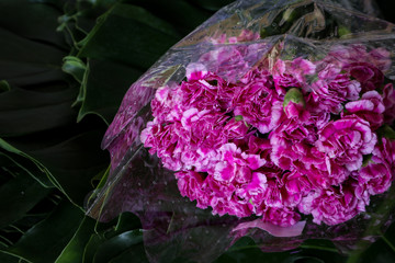 cabbage in the garden