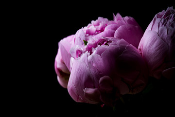 Pink peony flower bouquet in bloom isolated on a black background