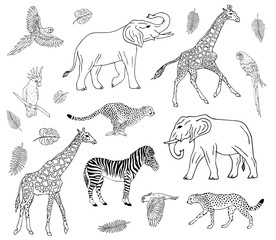 Vector hand drawn doodle sketch collection set of african animals isolated on white background 