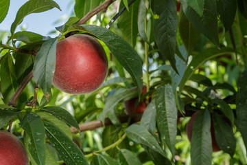 Duraznos maduros en el árbol