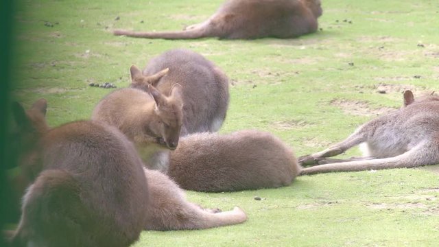 Young Wallaby washing itself in the grass surrounded by a group of Wallaby resting.