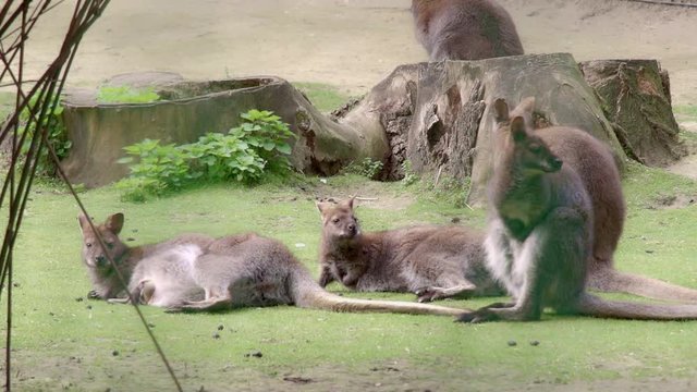 Group of 4 Wallabies enjoying a nice small breeze while resting in the grass under some afternoon sun.