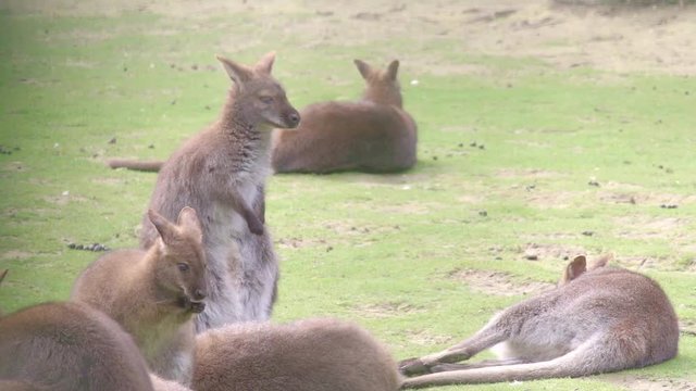 Two Wallabies washing themselves in the grass under the sun surrounded by fellow Wallabies.