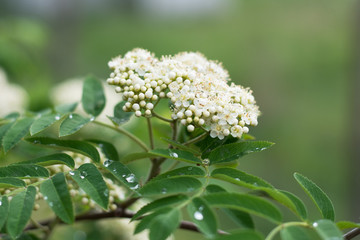 Closeup of rowan tree blossom with buds and open petals -  in spring
