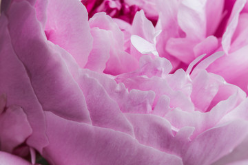 Smooth pink peony flower petals texture macro still