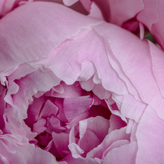Smooth pink peony flower petals texture macro still