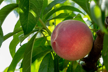 Duraznos maduros en el árbol