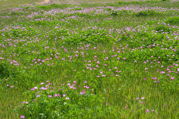 蓮華の咲く田んぼの風景