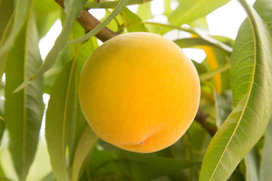 Duraznos concerveros en el &aacute;rbol 