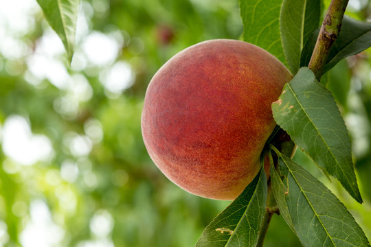 Duraznos maduros en el &aacute;rbol