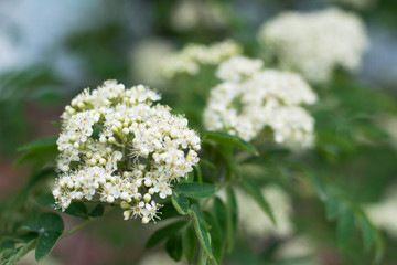 Closeup of flowering rowan tree with buds and open petals -  in spring, blurred background