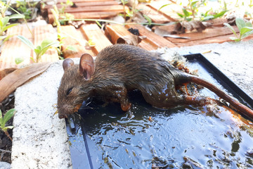 dead rat trapped in glue mouse trap