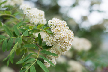 Closeup of flowering rowan tree corymb in spring, blurred background, text space