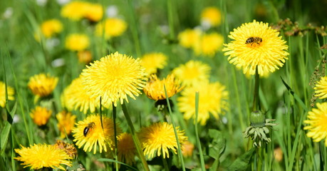 Blumenwiese, Frühlingswiese, Löwenzahnblüten