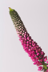 Tiny colourful pink decoration plant in bloom on a white background