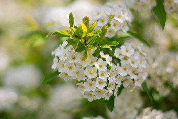 Flower wallpaper white spring background. Spiraea bush closeup