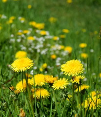 Wiesenblumen mit Löwenzahn © Zeitgugga6897