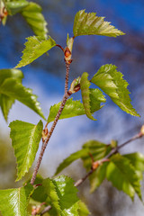 Young birch leaves. Spring