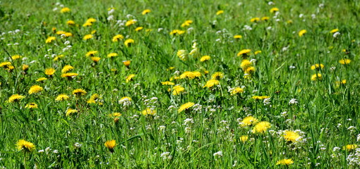 Löwenzahn - Löwenzahnwiese - Blumenwiese im Frühling
