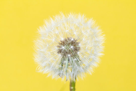 Dandelion Seed Head Blowball Close Up on Yellow Abstract Background 