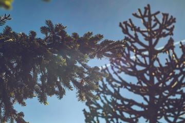 Green tree branches on a solid blue sky and sun flare shining