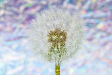 Dandelion Seed Head Blowball Close Up on Rainbow Abstract Background 