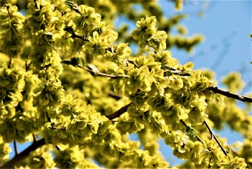 flowers