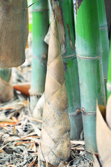 close up of bamboo shoot