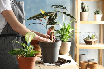 Tuinposter Woman transplanting home plant into new pot at table, closeup © New Africa