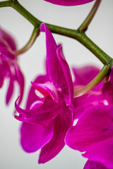Orchid 