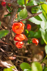 A twig of Japanese quince with flowers.