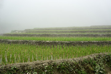 Fototapeta na wymiar Fogy Landscape of Ricefields in lao chai sapa valey in Vietnam. Sapa, Vietnam.- 22. Mai. 2019.