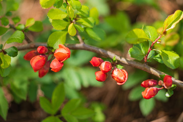 A twig of Japanese quince with flowers.